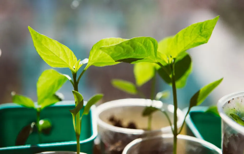 How seed saving will save biodiversity.