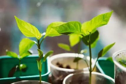 How seed saving will save biodiversity.