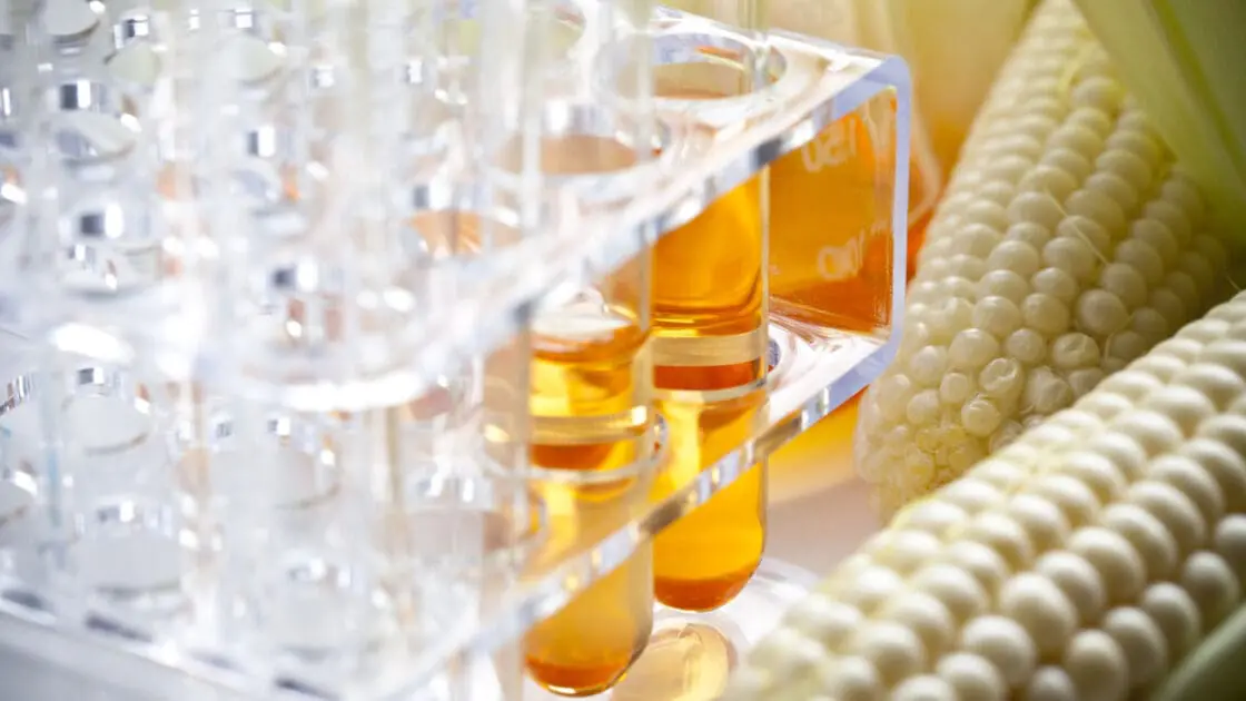 gmo labeling