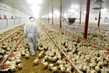 Bird Flu Hits Tyson Foods Supplier in Tennessee