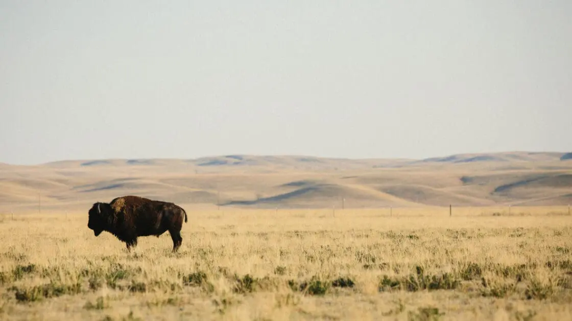 Bison