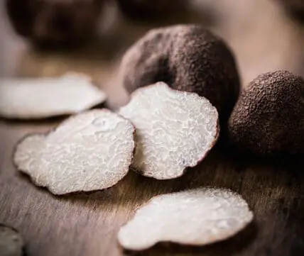 The Delicious Joy of Black Truffle Hunting in Umbria