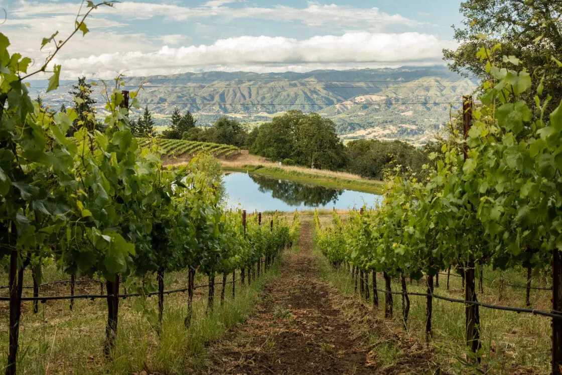 Best organic wines