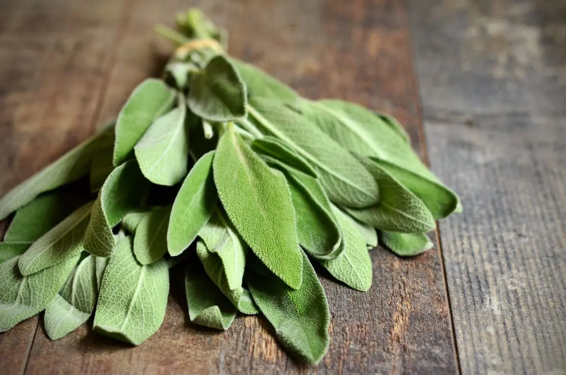 Bunch of fresh organic sage on old wooden table.