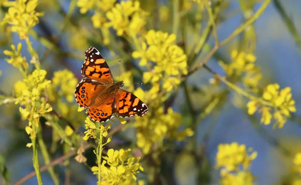 butterfly