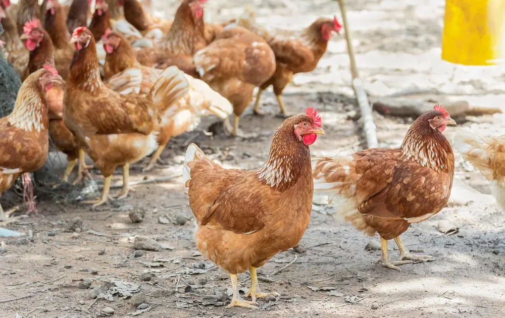 Cage-Free Eggs May Become the Norm as Industry Concedes Defeat
