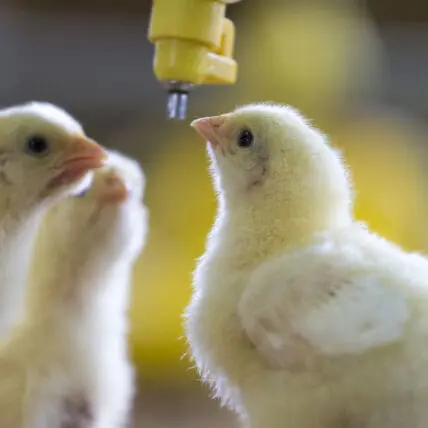 California Ballot Initiative Aims to Shift State Away From Cruel Livestock Confinement Practices 'Once and for All'