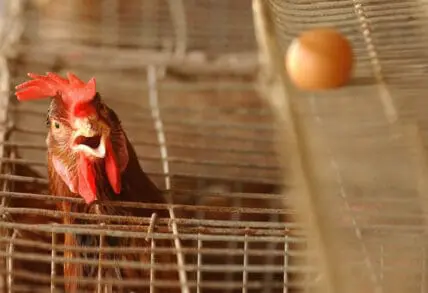 California's Watershed 2015 Egg Law Faces Supreme Court Challenge