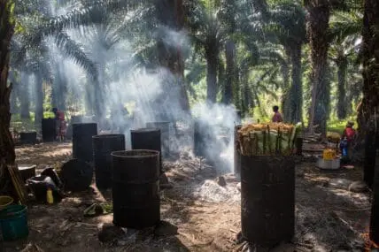 Can Palm Oil Truly Be Sustainable?