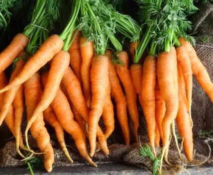 3 Carrot Top Recipes