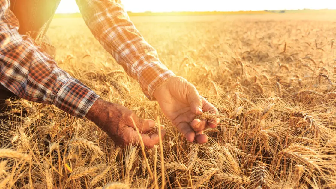 Cascadian Farm Invests $125,000 in Regenerative Agriculture Research