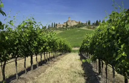 Where to go organic wine tasting in Italy