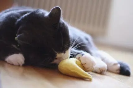 cat toy