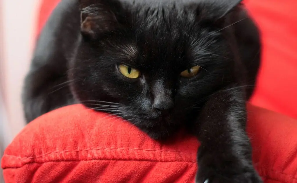cat