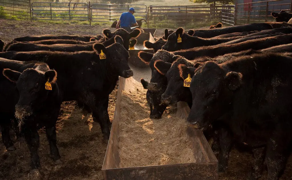 cattle