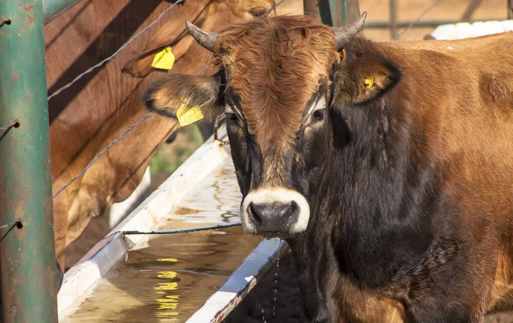 Senator Feinstein Reintroduces Bill To Prevent Antibiotic Resistance