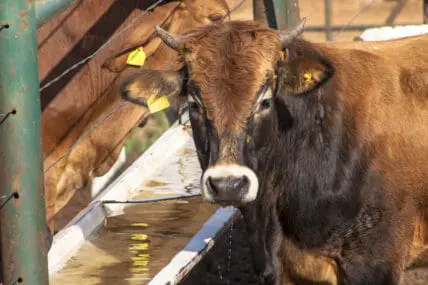 Senator Feinstein Reintroduces Bill To Prevent Antibiotic Resistance