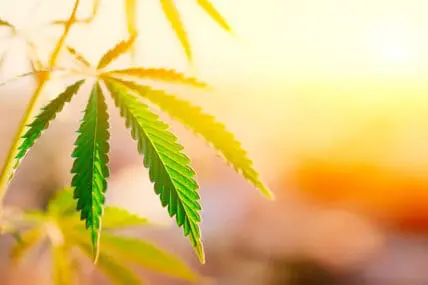 Oregon senators urge FDA to allow CBD sales across state lines