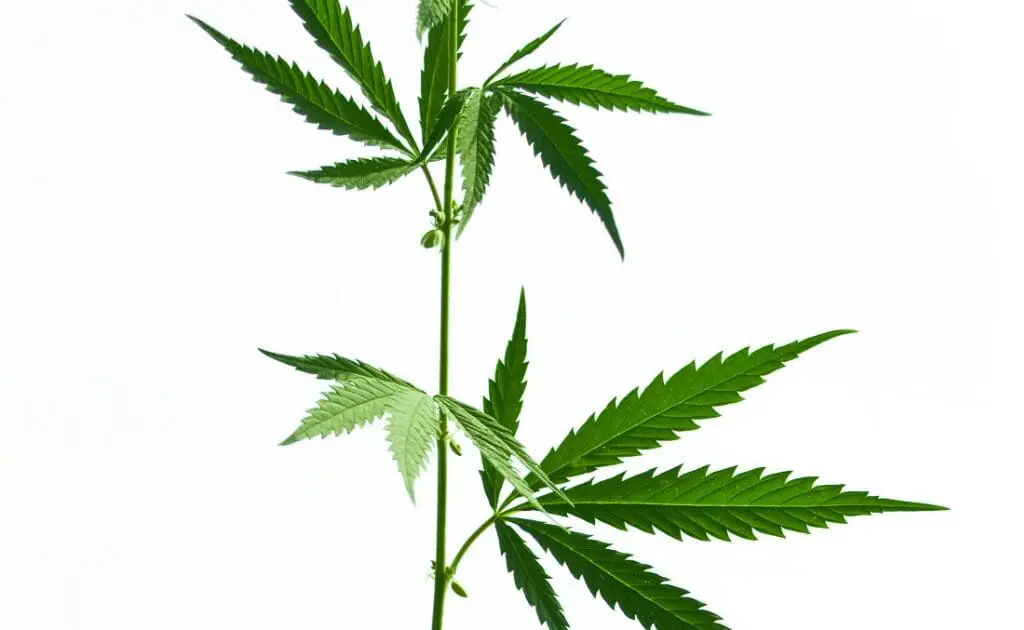 the complete cbd oil guide