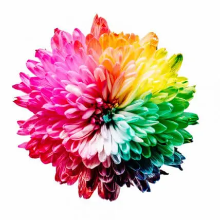Image of rainbow colored chrysanthemum on plain white background. Kirtan also opens up the heart chakra, called the Anahata chakra, located at the center of the chest. Gorgeous photo of multicolored flower.