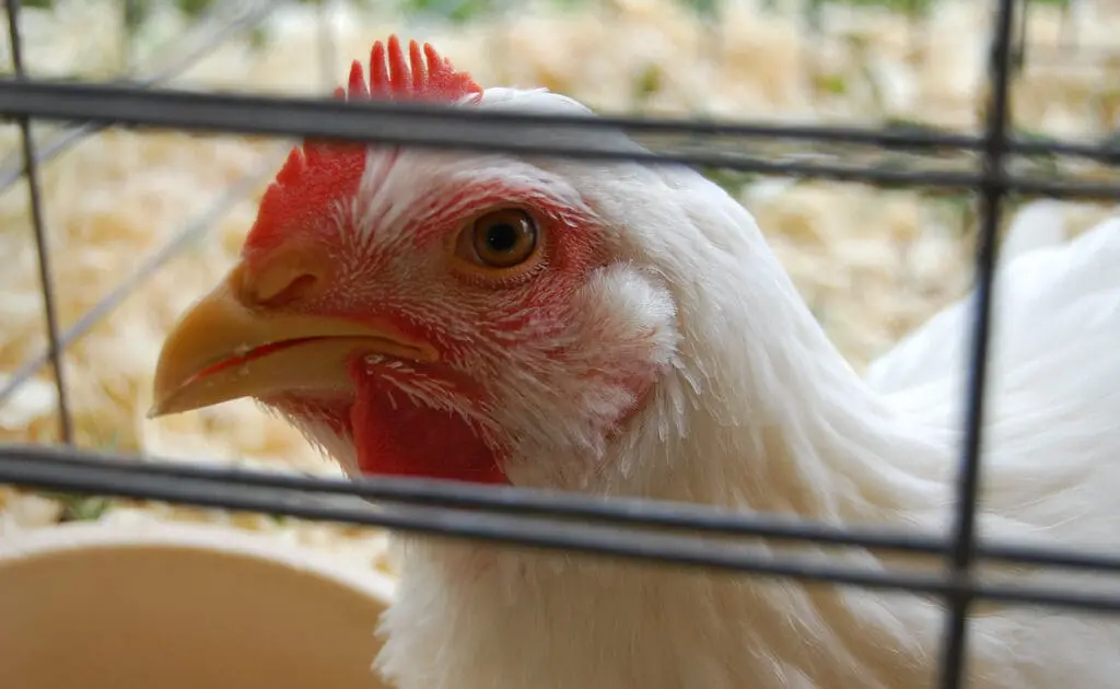 chicken