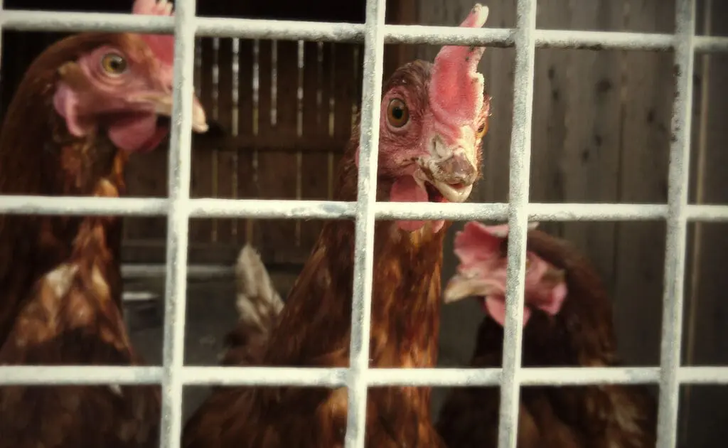 chicken