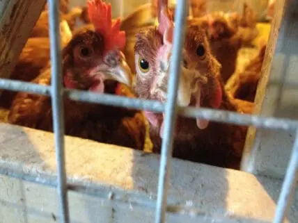 chicken