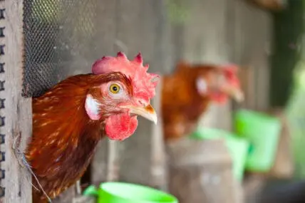 California Enacts Nation's Strictest Laws, Curbing the Overuse of Antibiotics in Livestock