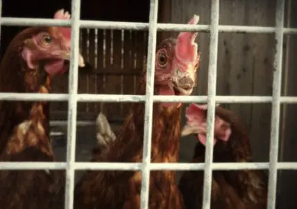 chicken photo