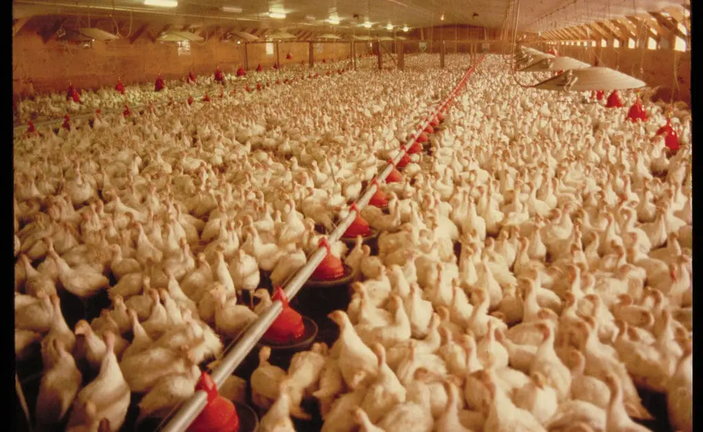 chickens