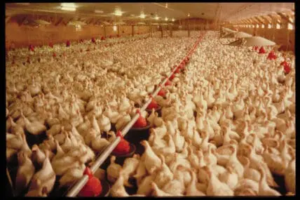 chickens