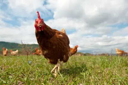Massachusetts may begin to help its farm animals a bit more.