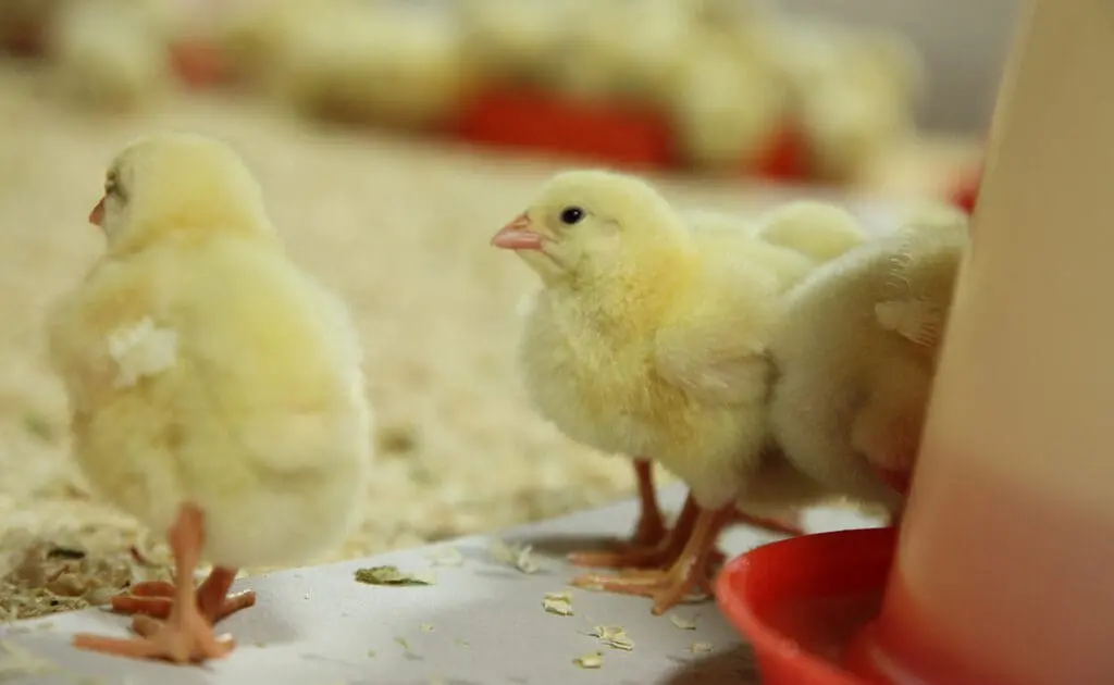 chicks