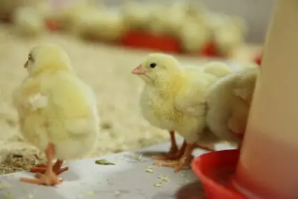 chicks