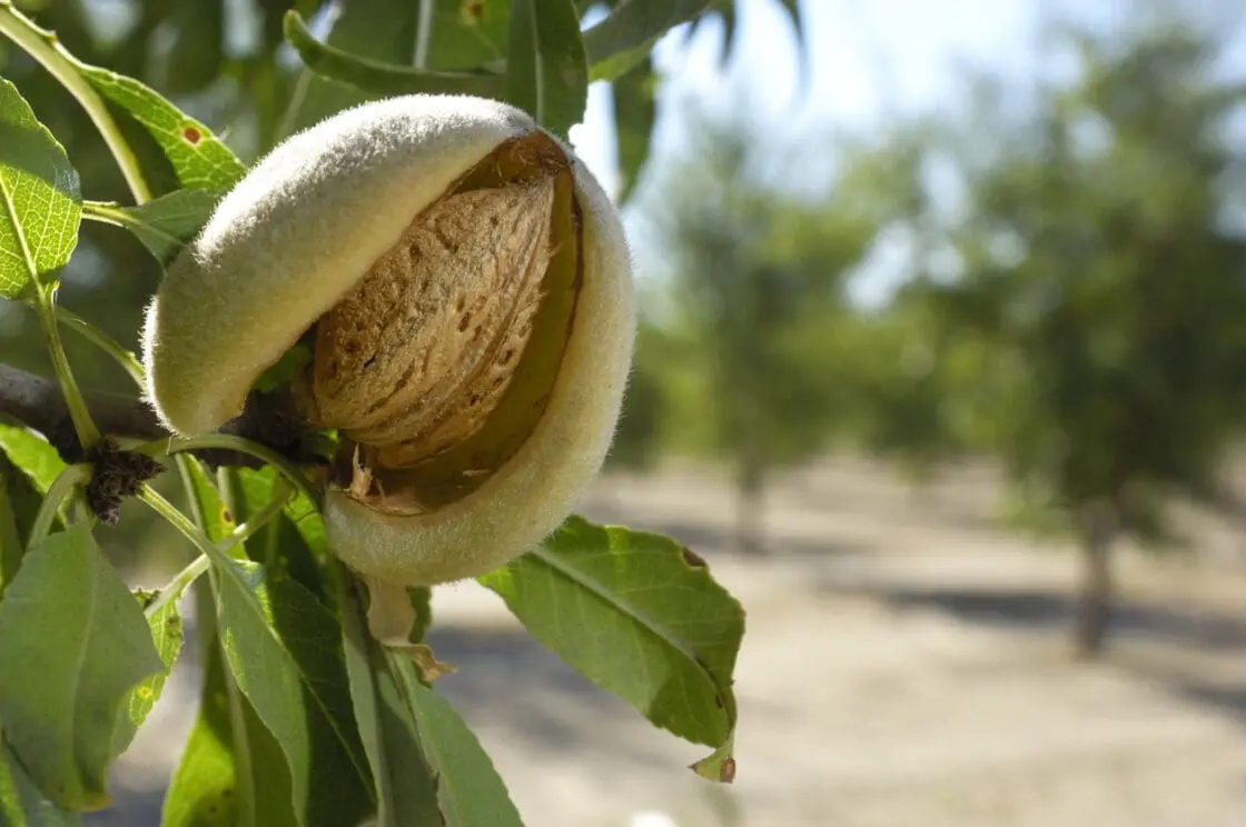 Ripening almonds on a California orchard