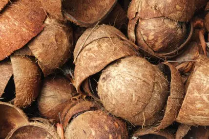 Coconut Vinegar is the New “It” Superfood: Oh, The Coco Craze That Won’t Stop Giving