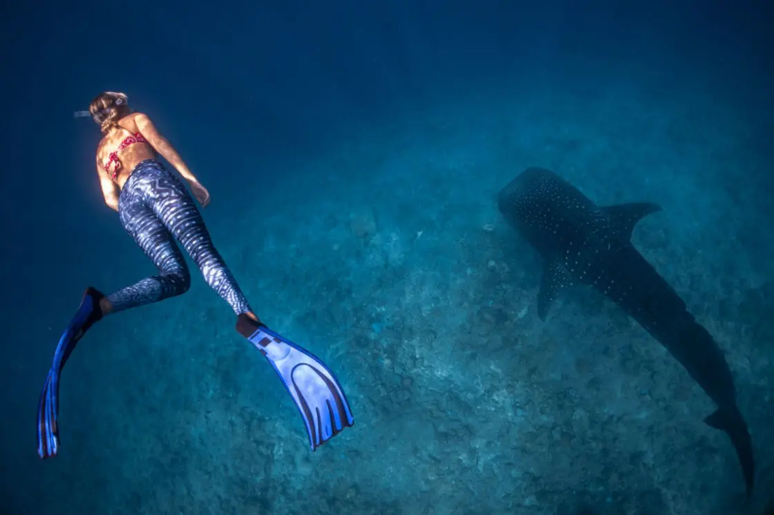 Woman wearing flippers and snorkel gear, swimming with large fish which is a source of marine collagen peptides.