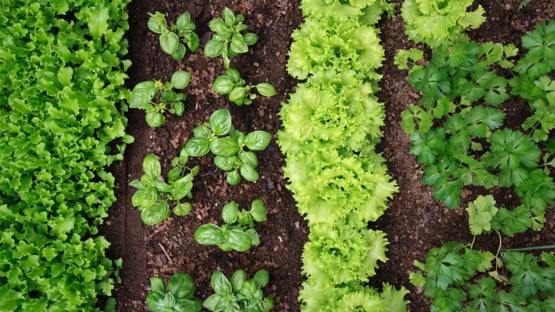 companion planting
