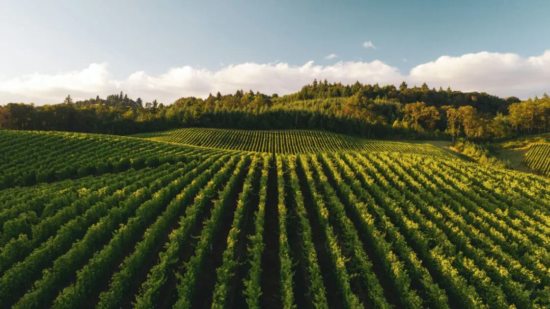 wide shot of Zenith Vineyards outside Salem, Oregon