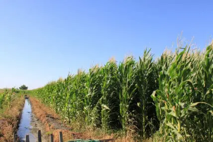 corn