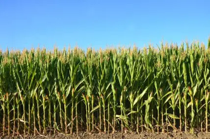 Genetically Modified Pests? Monsanto Working on Pesticide that Manipulates Insects Directly
