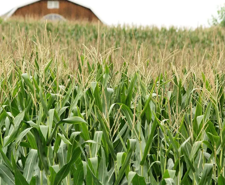 corn field