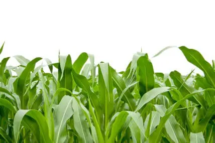 Investigation Finds GMO Crops Show 'No Discernible Advantage'