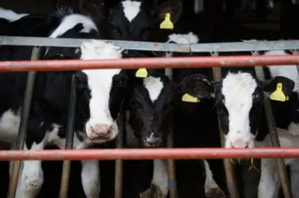 cows