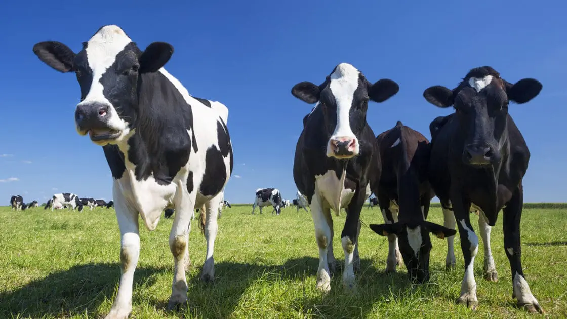 dairy cows