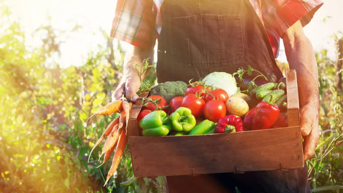 organic food