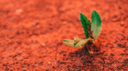 New Mission Will Grow Tomatoes on Mars