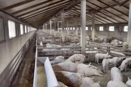 Deadly Superbug Mysteriously Appears on U.S. Pig Farm