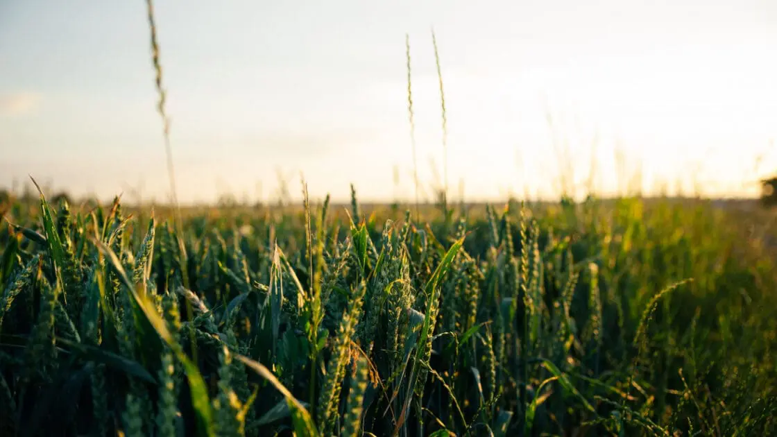 dicamba has been reapproved