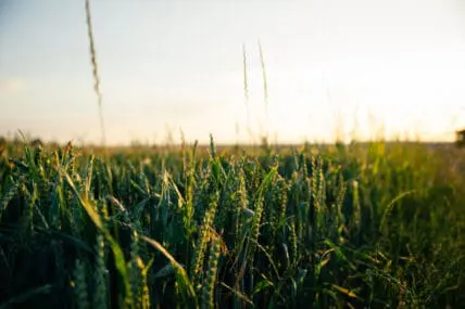 dicamba has been reapproved